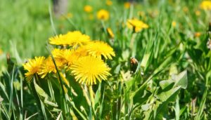 たんぽぽの群生