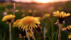 夕日に照らされるたんぽぽ