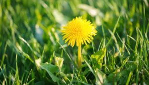 一輪のたんぽぽ