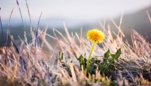 山野に咲くたんぽぽ