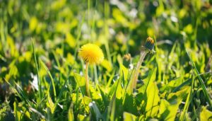 青空とたんぽぽ