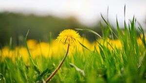 緑の草原に咲くたんぽぽ