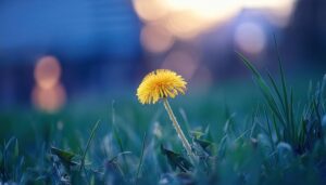 夕暮れに咲くたんぽぽ