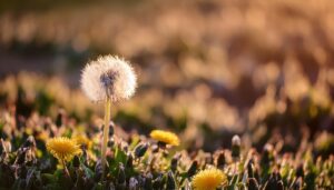 綿毛とたんぽぽの花