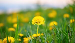 明るい草原のたんぽぽ