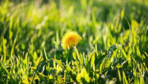 日差しを浴びるたんぽぽ