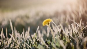 朝露のたんぽぽ