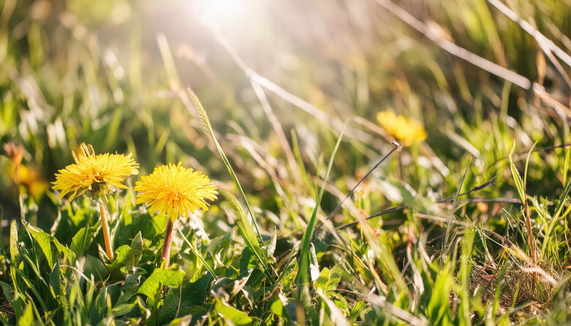 朝陽に照らされるたんぽぽ