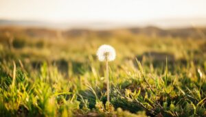 夕陽を浴びるたんぽぽの綿毛