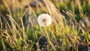 たんぽぽの綿毛クローズアップ