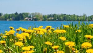 湖畔に咲くたんぽぽ