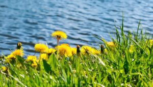 湖とたんぽぽの群生