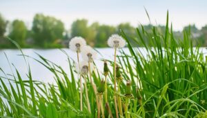 湖畔のたんぽぽの綿毛