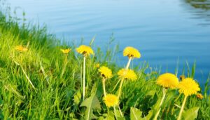 湖のそばに咲くたんぽぽ