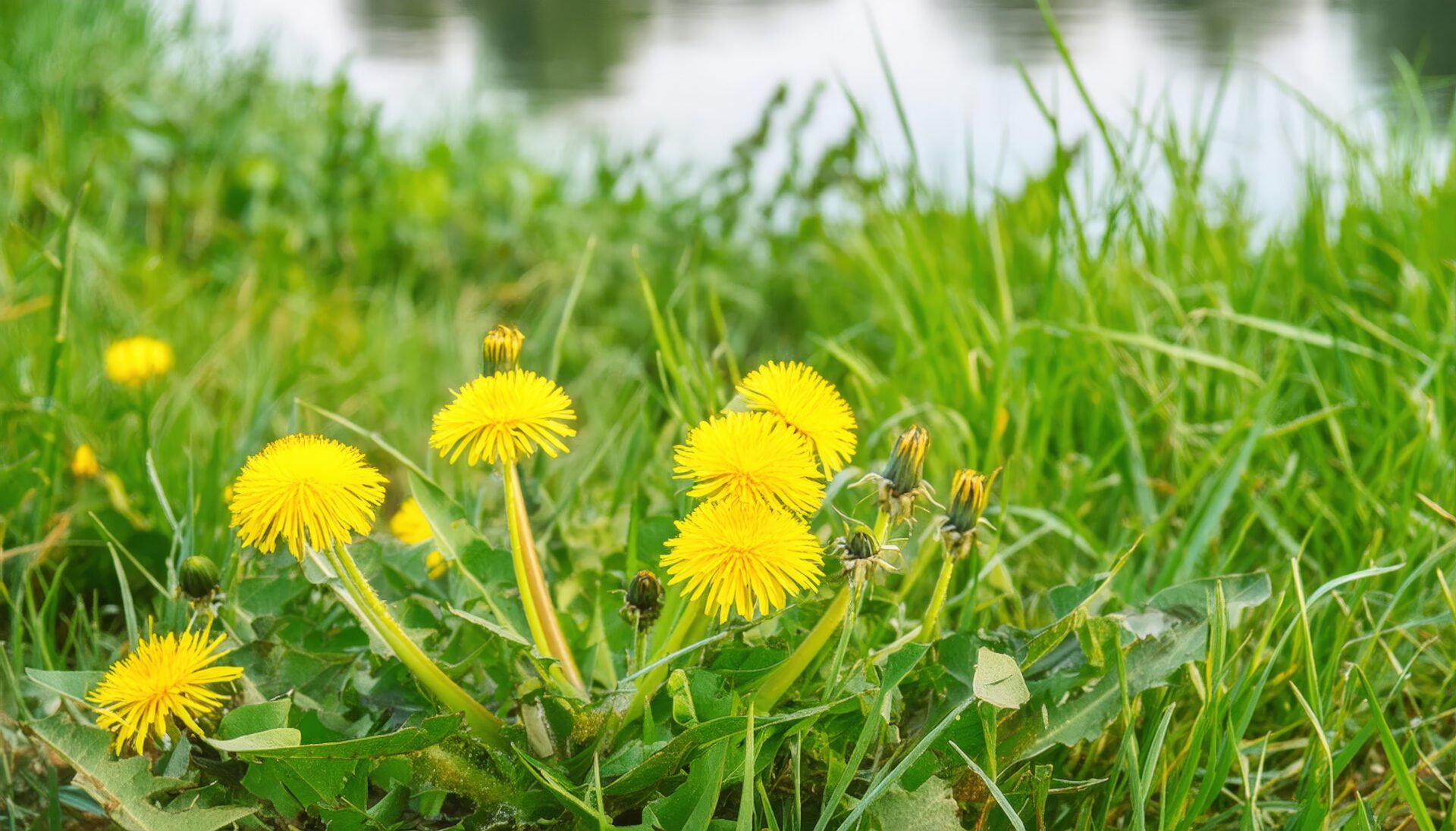 水辺のたんぽぽの花
