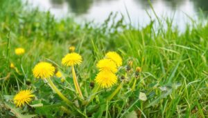 水辺のたんぽぽの花