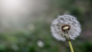 たんぽぽの綿毛アップ