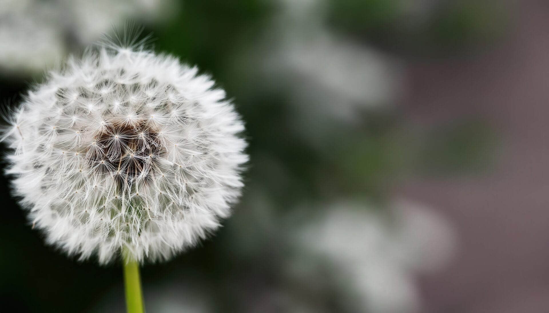 白く輝くたんぽぽの綿毛