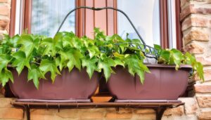 窓辺のグリーンアイビー