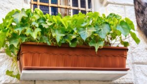 窓際の緑のプランター