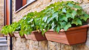 石壁に並ぶアイビープランター