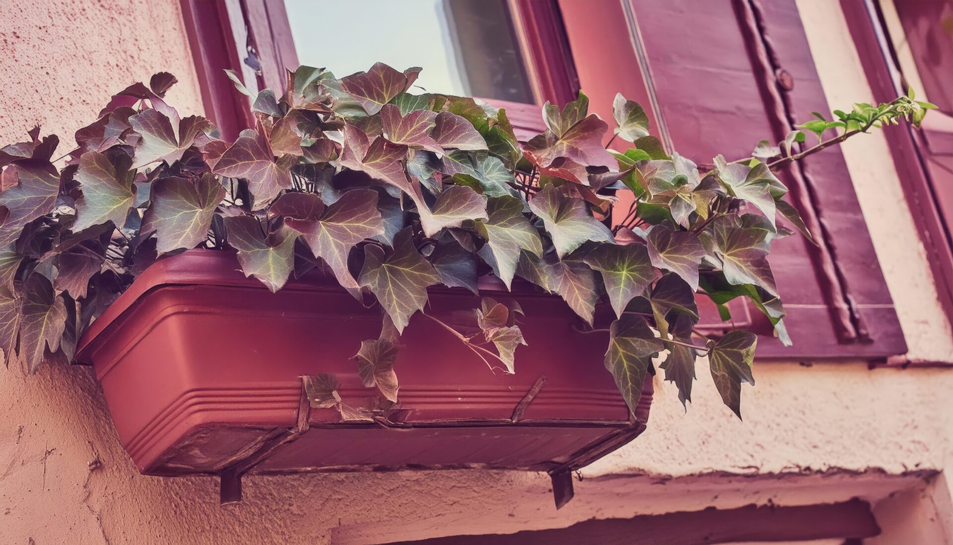 窓辺のレトロなアイビープランター