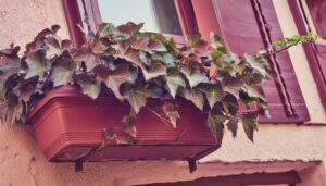 窓辺のレトロなアイビープランター