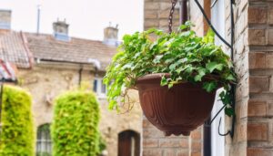 レトロな壁と吊り鉢のアイビー