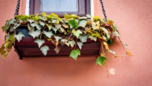 窓の下に垂れるアイビー