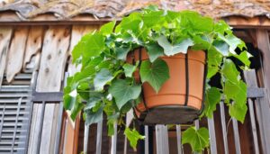 バルコニーのグリーンアイビー