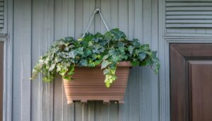 木壁にかけられたアイビー