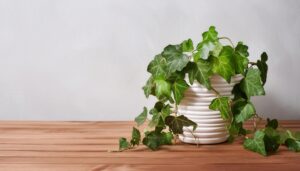 テーブル上のアイビーポット