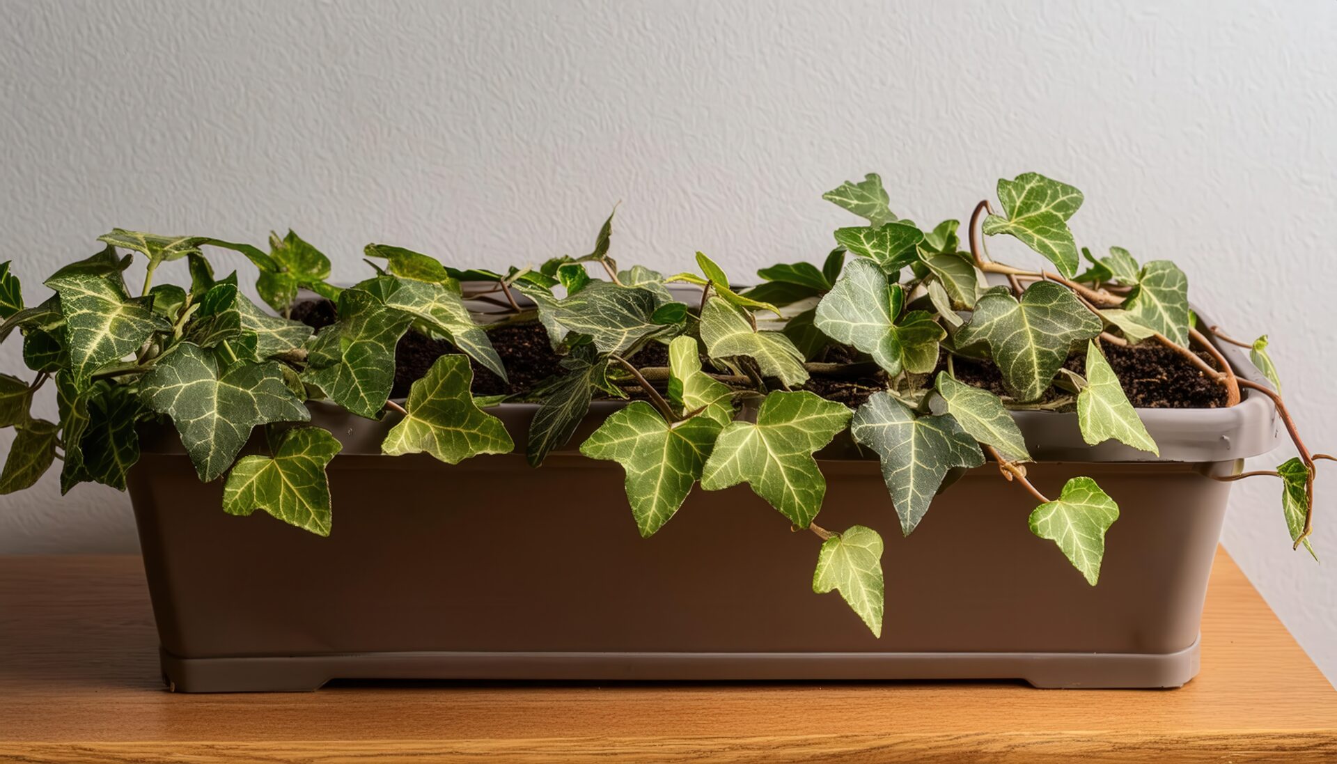 室内の長方形プランターのアイビー