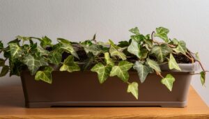 室内の長方形プランターのアイビー
