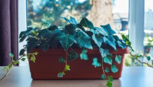 室内窓際のアイビー