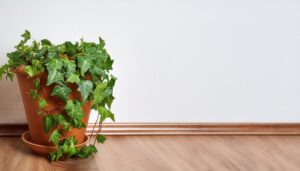 室内のテラコッタ鉢に植えたアイビー