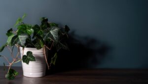 ダークトーンの室内に置かれたアイビー