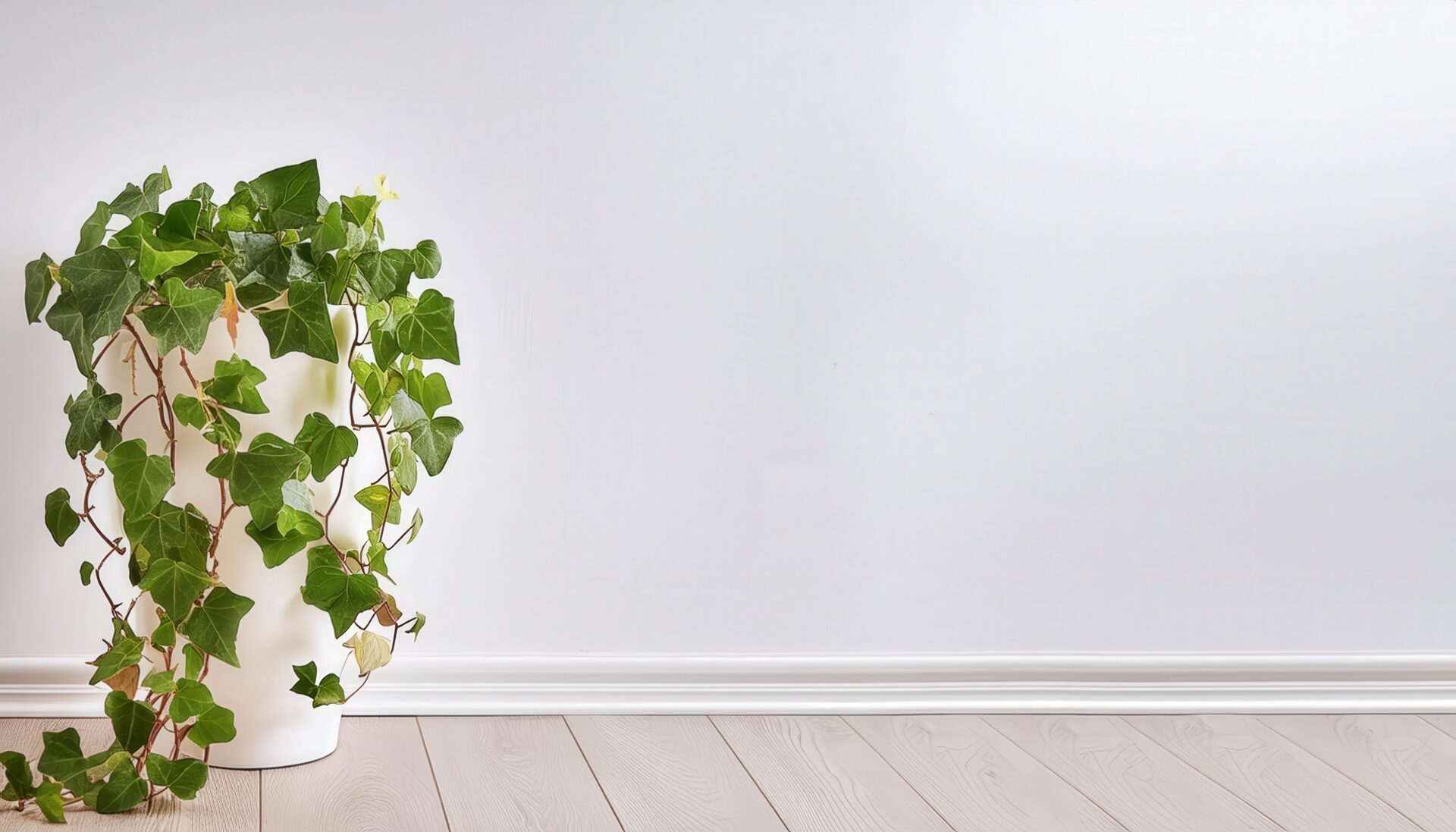 室内の明るい空間に置かれたアイビー