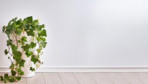 室内の明るい空間に置かれたアイビー