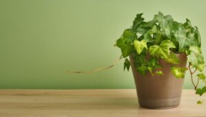 グリーン背景に置かれたアイビー