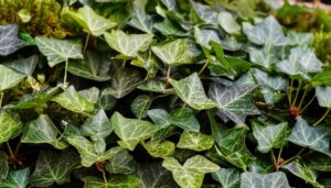 生い茂るアイビーの葉