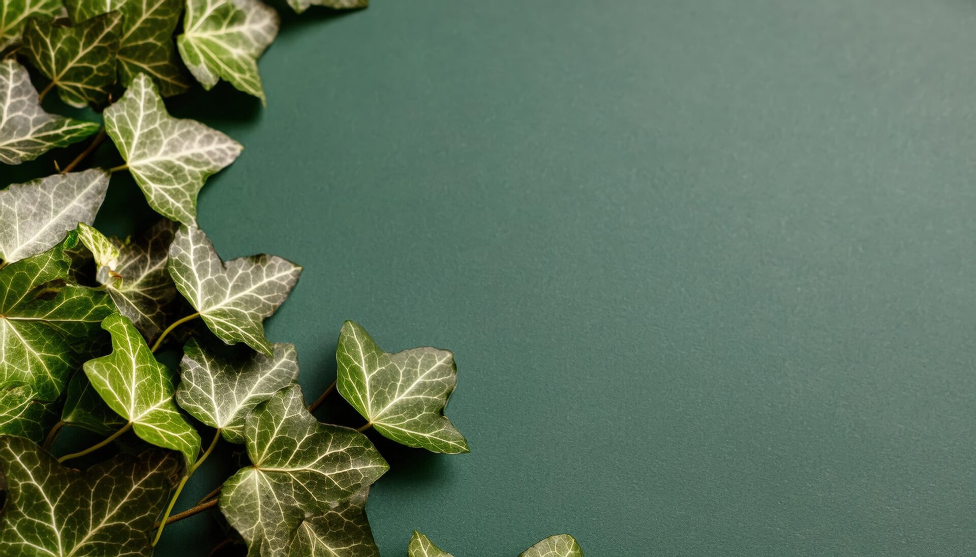 緑色の背景に映えるアイビーの葉