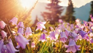 日差しに輝くベルフラワー