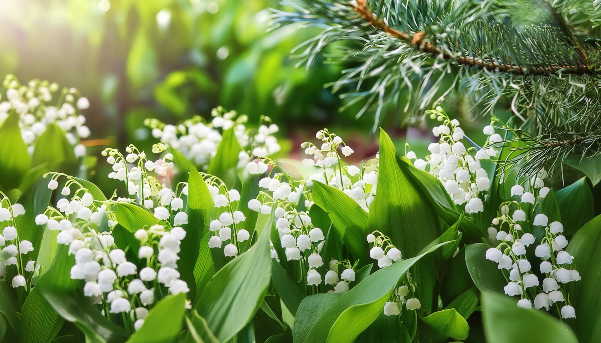 鈴蘭と松の枝（別角度）