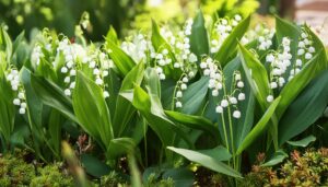 日差しの中の鈴蘭