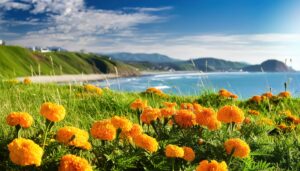 海岸沿いのマリーゴールド畑