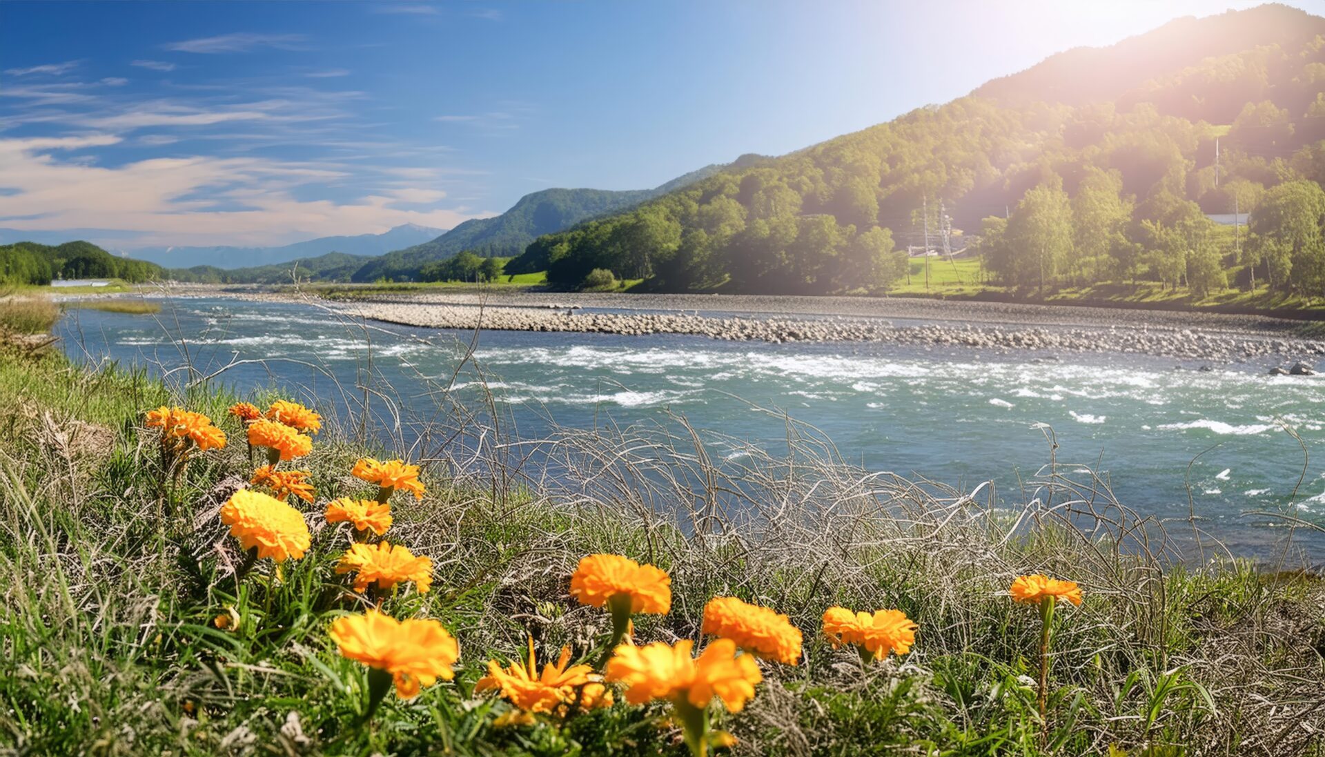 川辺に咲くマリーゴールド