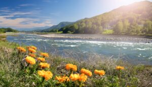 川辺に咲くマリーゴールド