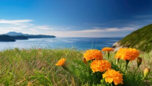 海を望む草原とマリーゴールド