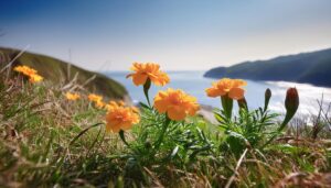 日差しを浴びるマリーゴールドと海